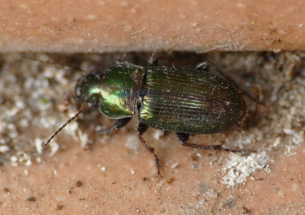 Carabidae: Harpalus distinguendus